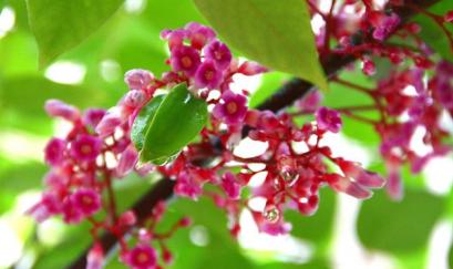 Bông khế trị ho hiệu quả thế nào?