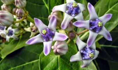 Lá hen - Bài thuốc đặc trị Đờm, ho, khó thở cho BN hô hấp mạn tính